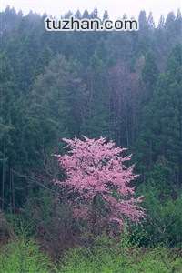 -胜利法宝:欧国联赛不败之军