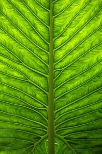 荷兰女足逆转美国，晋级女足世界杯决赛